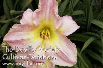 Daylily Valley Valentine
